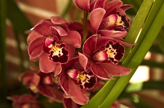 Téléchargement gratuit de la fleur d'orchidée - photo ou image gratuite à éditer avec l'éditeur d'images en ligne GIMP