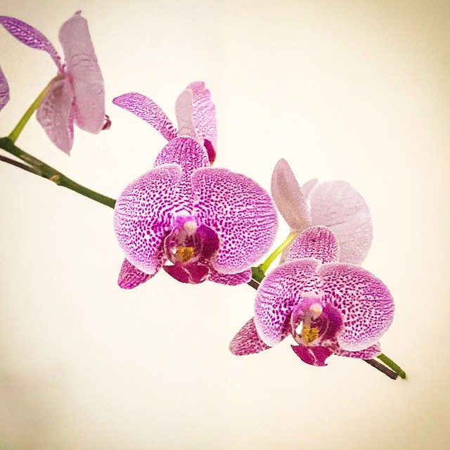Free download Orchids Flower Bloom -  free free photo or picture to be edited with GIMP online image editor