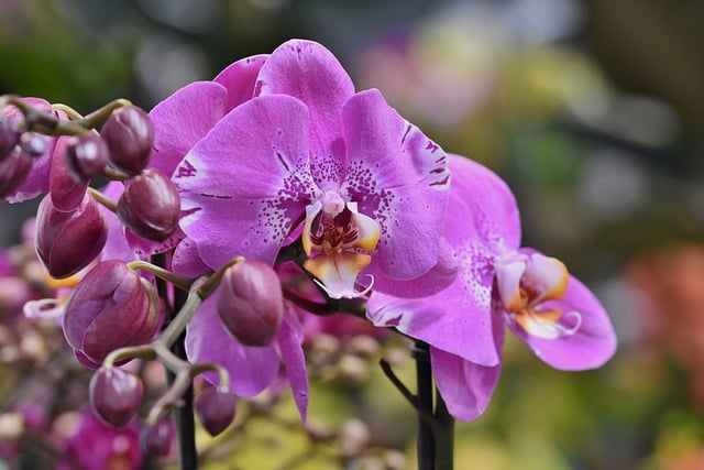 Free download orchids flower petals orchid flower free picture to be edited with GIMP free online image editor