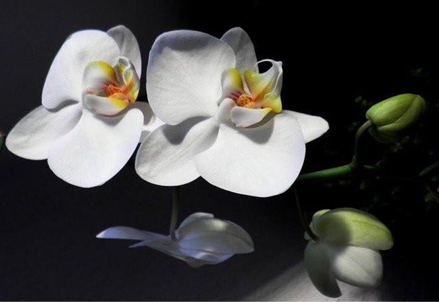 Download gratuito Fiori di orchidee - foto o immagine gratis da modificare con l'editor di immagini online di GIMP