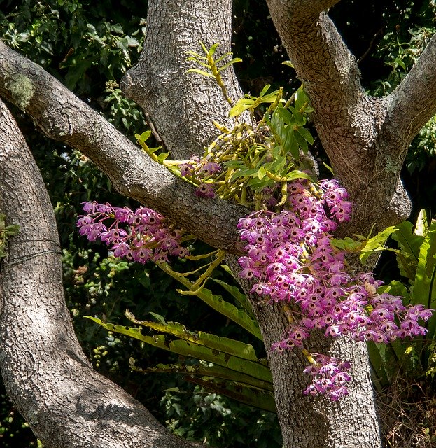 Descarga gratuita Orchids Flowers Blooms: foto o imagen gratuita para editar con el editor de imágenes en línea GIMP