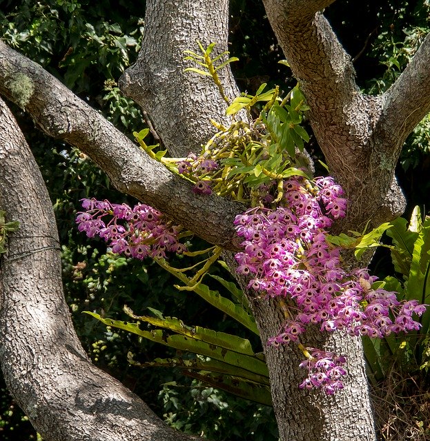 Download grátis de orquídeas flores flores - foto ou imagem grátis para ser editada com o editor de imagens online GIMP