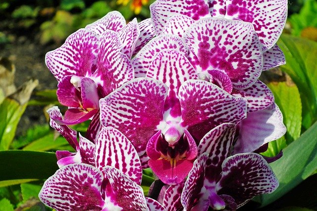 Free download Orchids Flowers Colorful -  free photo or picture to be edited with GIMP online image editor