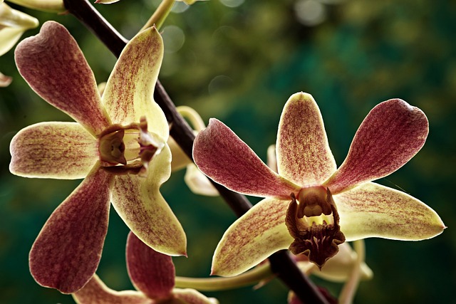 Free download orchids flowers garden petals free picture to be edited with GIMP free online image editor