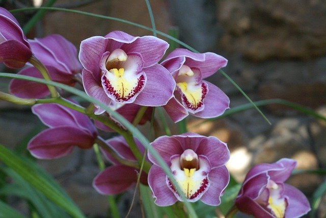 Download gratuito Orchids Flowers Nature - foto o immagine gratuita da modificare con l'editor di immagini online di GIMP