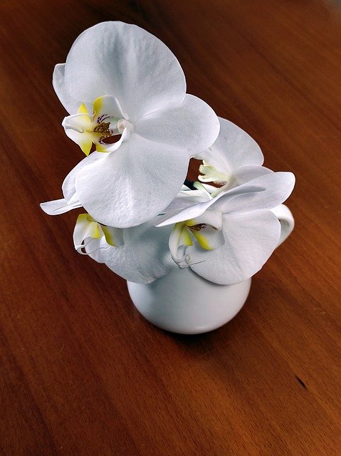 Free download orchids flowers vase white flowers free picture to be edited with GIMP free online image editor