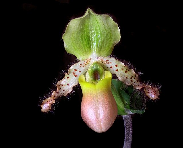 무료 다운로드 Orchid Slipper Flower - 무료 사진 또는 GIMP 온라인 이미지 편집기로 편집할 수 있는 사진