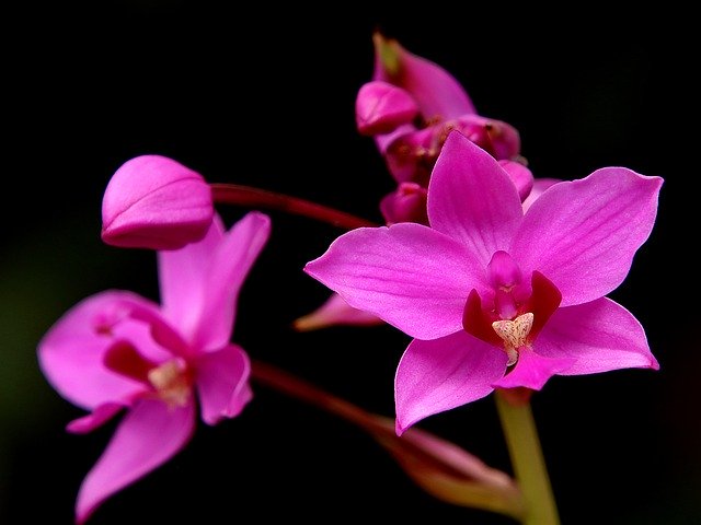 Download gratuito Orchids Orchid Beautiful Flowers - foto o immagine gratuita gratuita da modificare con l'editor di immagini online di GIMP