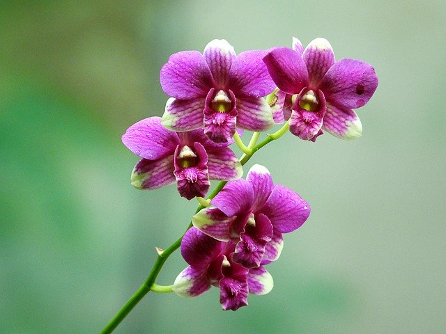 Free download Orchids Rolling Flower -  free photo or picture to be edited with GIMP online image editor