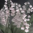 orchids wallpaper  screen for extension Chrome web store in OffiDocs Chromium