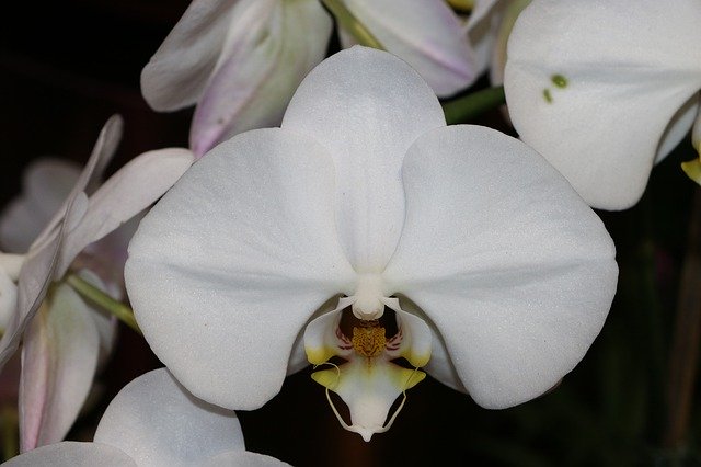 Безкоштовно завантажте Orchid White Blossom — безкоштовну фотографію чи зображення для редагування за допомогою онлайн-редактора зображень GIMP