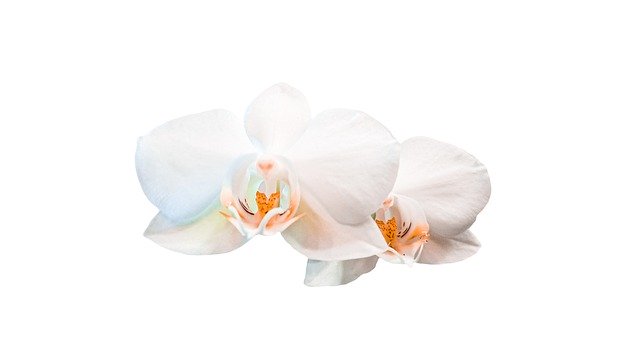 Gratis download Orchid White Flower - gratis foto of afbeelding om te bewerken met GIMP online afbeeldingseditor