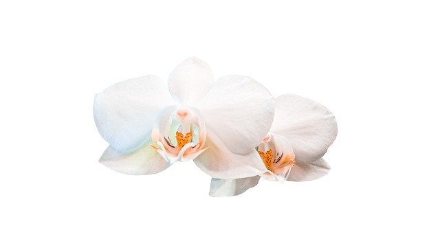 Descarga gratuita Orchid White Flower - foto o imagen gratuita para editar con el editor de imágenes en línea GIMP