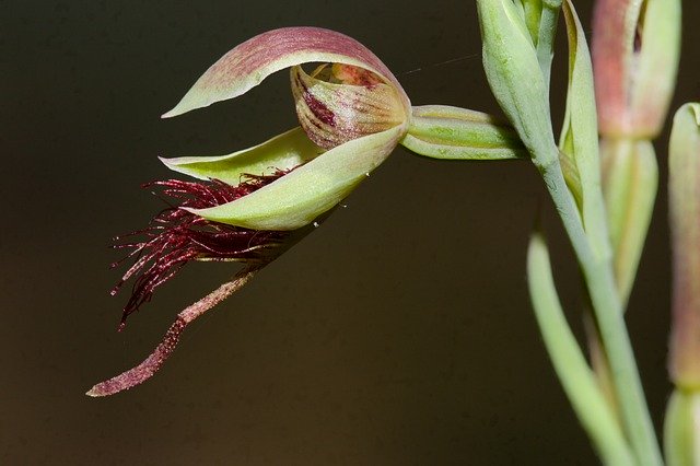 Free download Orchid Wildflower Australia -  free photo or picture to be edited with GIMP online image editor