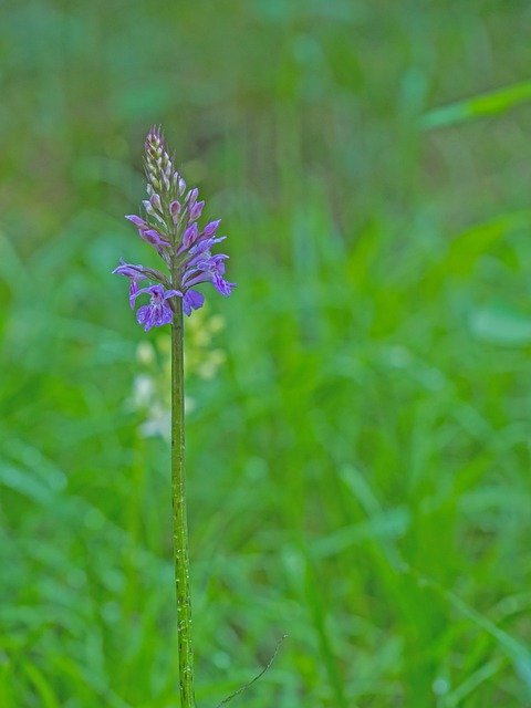 Descarga gratuita Orchid Wild Flower Blossom: foto o imagen gratuita para editar con el editor de imágenes en línea GIMP