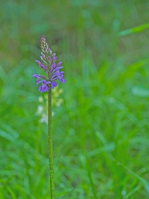 Free download Orchid Wild Flower Blossom -  free photo or picture to be edited with GIMP online image editor