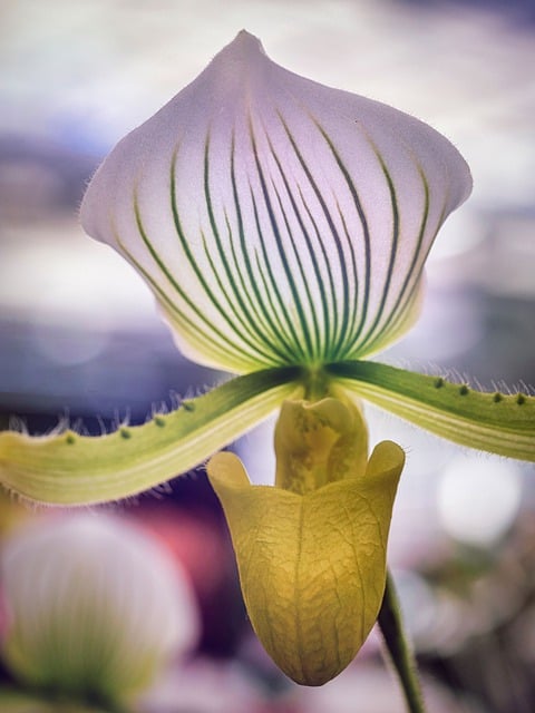 Free download orchid women s shoe blossom bloom free picture to be edited with GIMP free online image editor