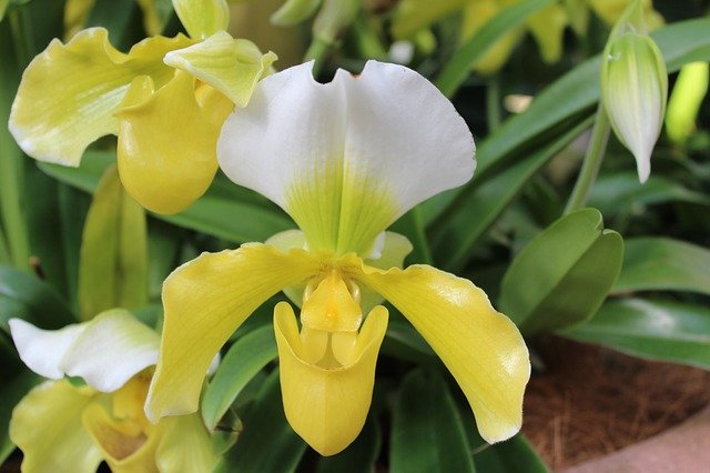 Free download Orchid Yellow Plant -  free photo or picture to be edited with GIMP online image editor
