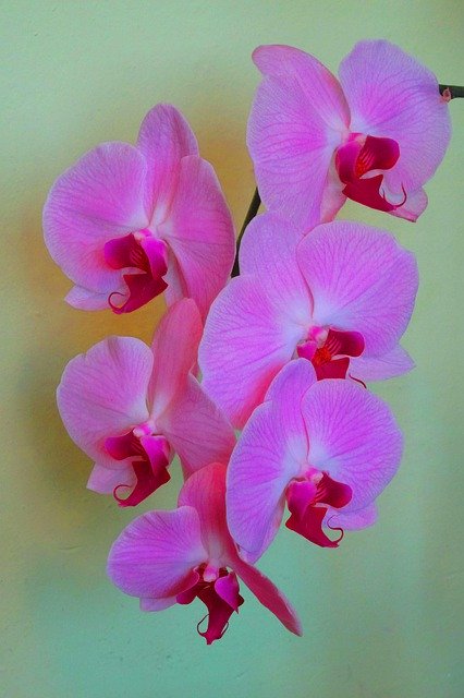 Free download Orchis Flower Orchid -  free free photo or picture to be edited with GIMP online image editor