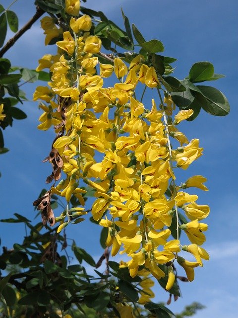 Free download Ordinary Gold Rain Laburnum -  free photo or picture to be edited with GIMP online image editor