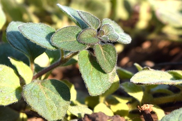 Free download Oregano Herb Seasoning -  free photo or picture to be edited with GIMP online image editor