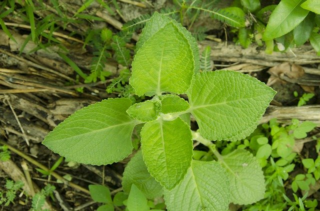 Téléchargement gratuit de feuilles d'origan vert - photo ou image gratuite à éditer avec l'éditeur d'images en ligne GIMP