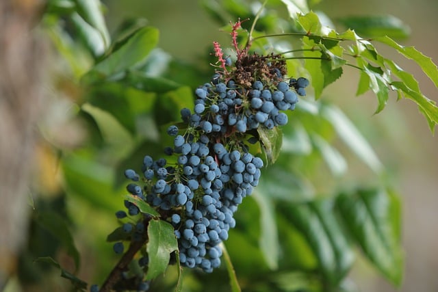 Free download oregon grape fruit berry plant free picture to be edited with GIMP free online image editor