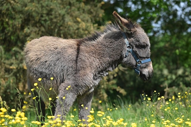 Free download oreo donkey equine animal mammal free picture to be edited with GIMP free online image editor