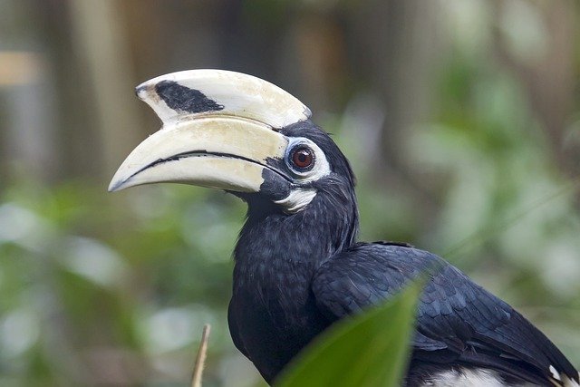 Free download oriental pied hornbill bird bill free picture to be edited with GIMP free online image editor
