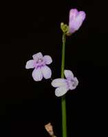 Free download Original ( 2) free photo or picture to be edited with GIMP online image editor