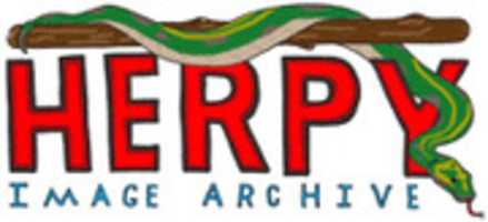 Free download originalherpynulogo free photo or picture to be edited with GIMP online image editor