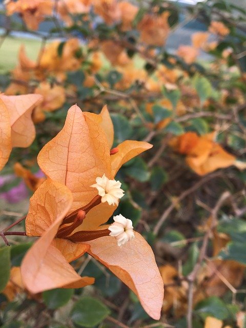 Téléchargement gratuit Original Orange Flowers - photo ou image gratuite à éditer avec l'éditeur d'images en ligne GIMP