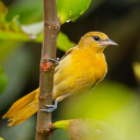 ORIOLE THEME  screen for extension Chrome web store in OffiDocs Chromium