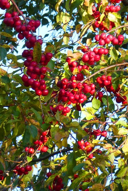 Scarica gratuitamente Ornamental Apples Tree Red: foto o immagini gratuite da modificare con l'editor di immagini online GIMP