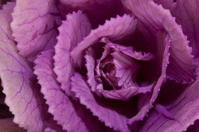 Free download ornamental cabbage brassica oleracea free picture to be edited with GIMP free online image editor