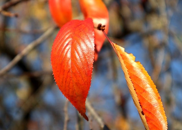 김프 무료 온라인 이미지 편집기로 편집할 장식용 체리 다채로운 잎 무료 사진 무료 다운로드