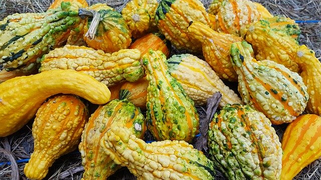 دانلود رایگان Ornamental Gourds Gourd - عکس یا تصویر رایگان قابل ویرایش با ویرایشگر تصویر آنلاین GIMP