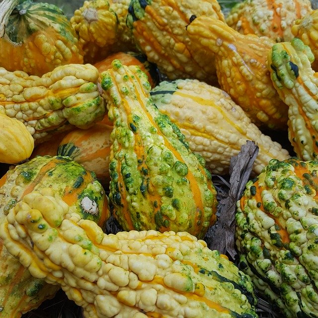 Free download Ornamental Gourds Gourd Yellow -  free photo or picture to be edited with GIMP online image editor