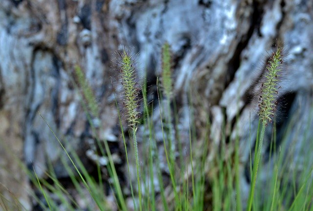 Descarga gratuita Ornamental Grass Bokeh: foto o imagen gratuita para editar con el editor de imágenes en línea GIMP