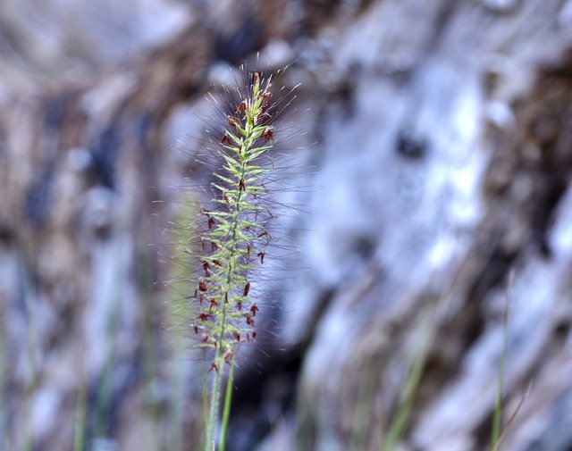 Descărcare gratuită Ornamental Grass Grashalm - fotografie sau imagini gratuite pentru a fi editate cu editorul de imagini online GIMP