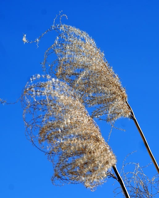Free download ornamental grass pampas grass grass free picture to be edited with GIMP free online image editor