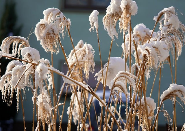 Free download ornamental grass reed grass snow free picture to be edited with GIMP free online image editor