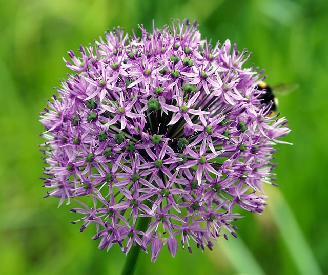Free download ornamental onion allium free picture to be edited with GIMP free online image editor