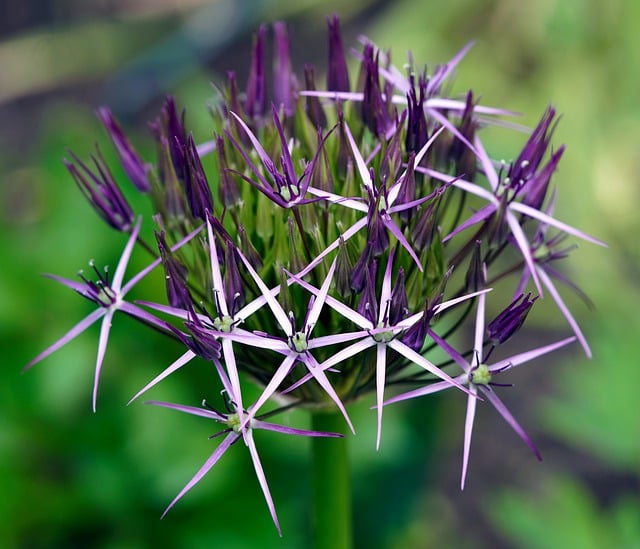 Free download Ornamental Onion Blossom Bloom -  free photo or picture to be edited with GIMP online image editor