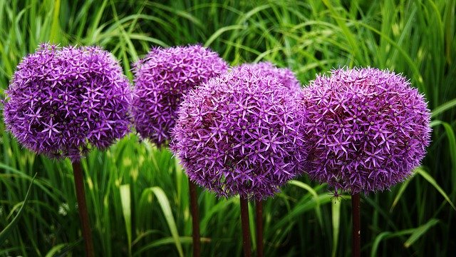 Free download Ornamental Onion Flower Blossom free photo template to be edited with GIMP online image editor