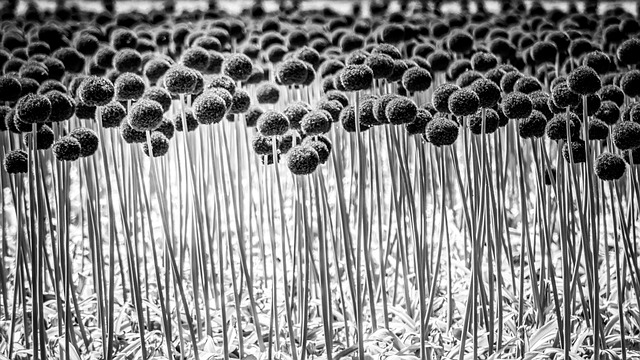 Free download ornamental onion outdoor nursery free picture to be edited with GIMP free online image editor