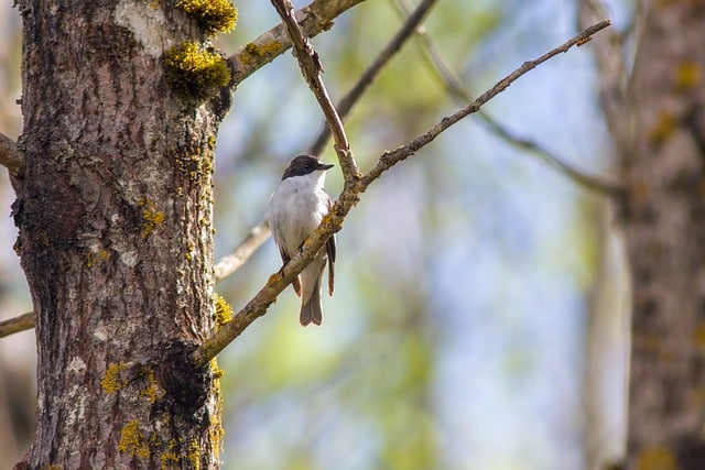 Free download ornithology avian predators free picture to be edited with GIMP free online image editor