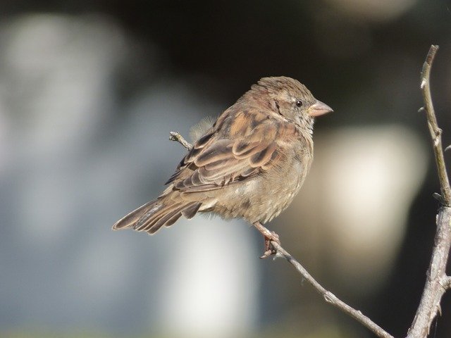 Free download Ornithology Bird House Sparrow -  free photo or picture to be edited with GIMP online image editor