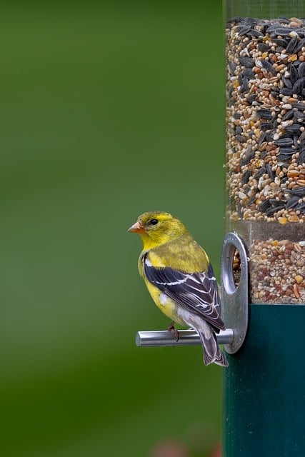 Free download ornithology birds wildlife free picture to be edited with GIMP free online image editor