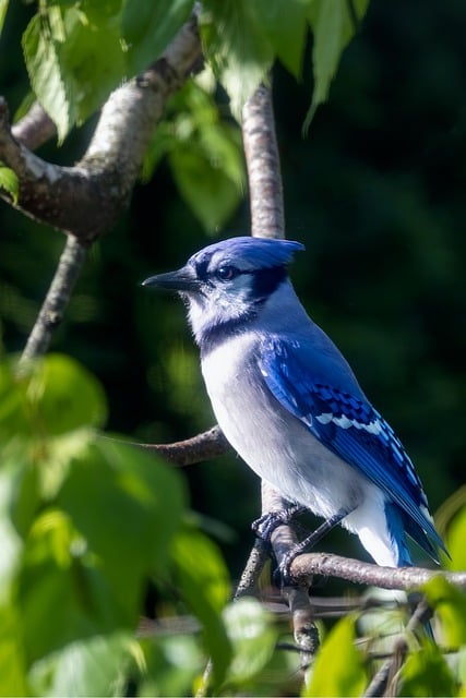 Free download ornithology birds wildlife feathers free picture to be edited with GIMP free online image editor